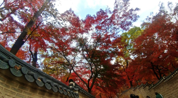 단풍