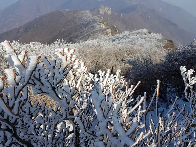 울산 가지산 설경