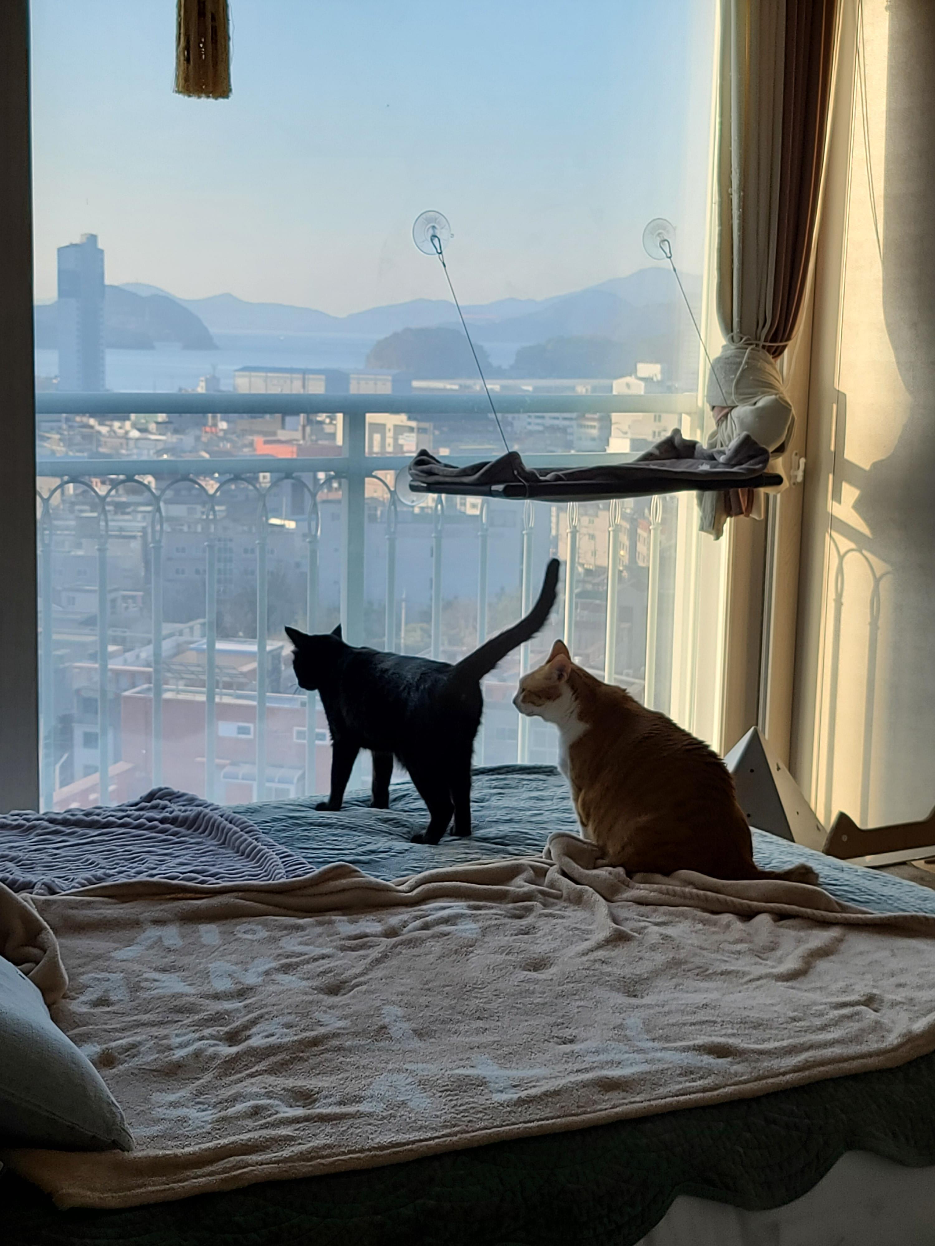 새벽에 창문을 연 이유는? 고양이 응아냄새의 심각성.