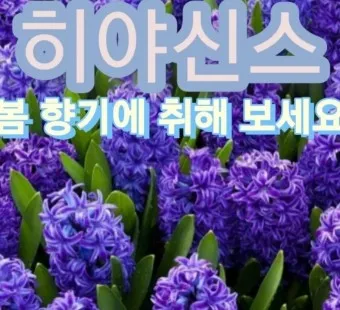 히아신스 꽃말 키우는법 꽃이 지고난 후 수경재배_14