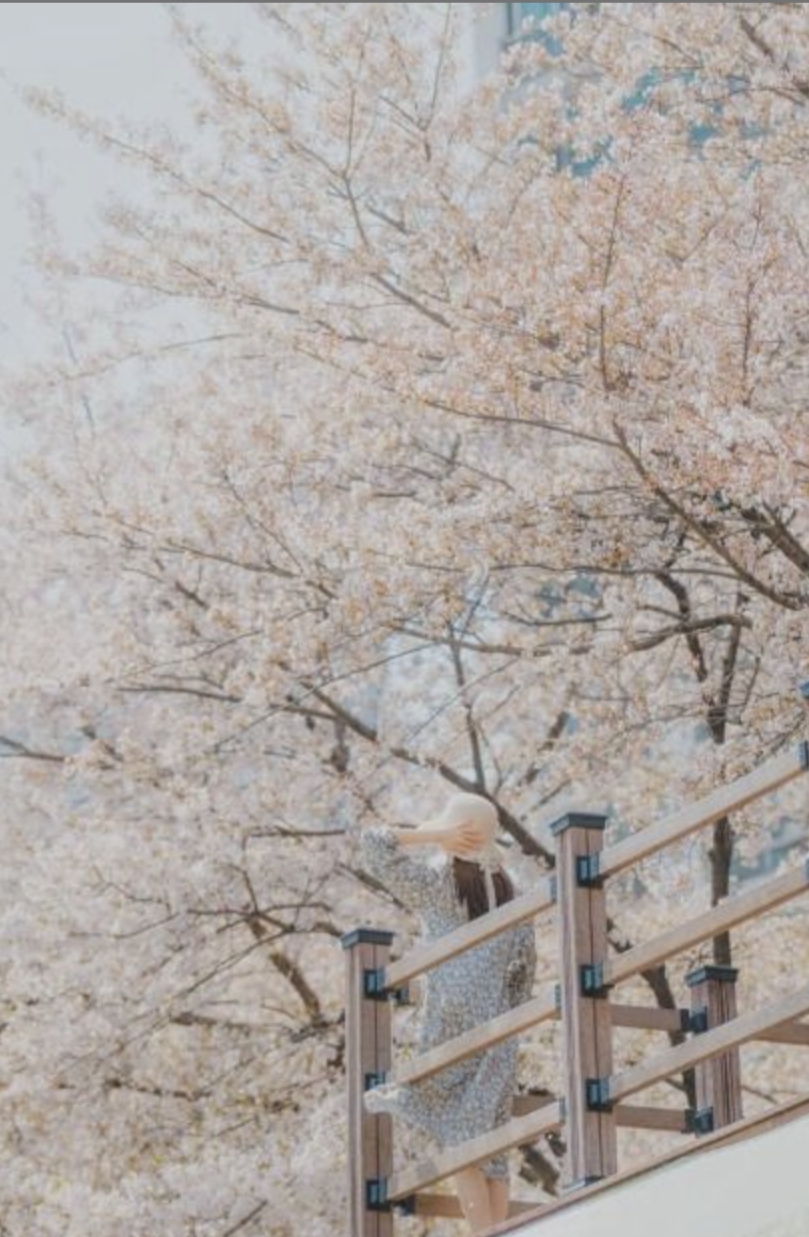 경기 북부 벚꽃 명소 완벽 가이드 관련 사진-호원벚꽃페스타