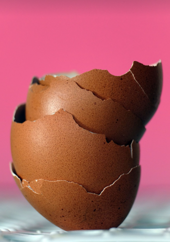 계란 껍질도 버리지 마세요! 기막힌 재활용 꿀팁