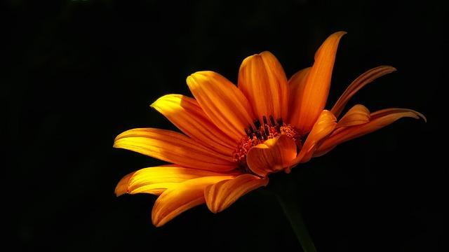 양파 검은 곰팡이