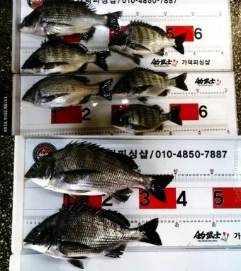 디낚 점주 조황 전국 바다낚시 출조 꿀팁_18