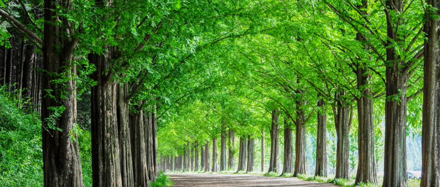 담양 메타세쿼이아길 <담양군청제공>