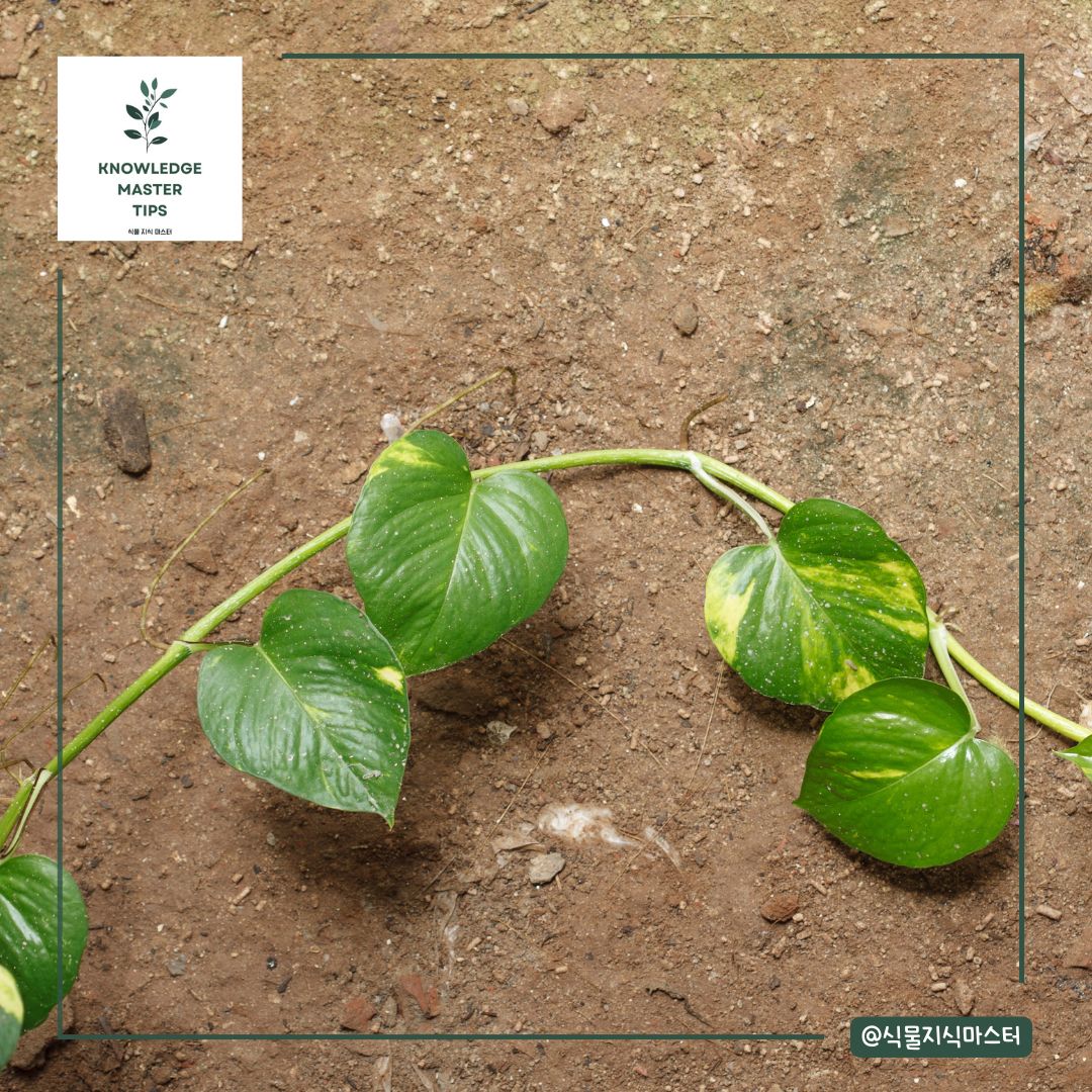 번식할 줄기 선택하기