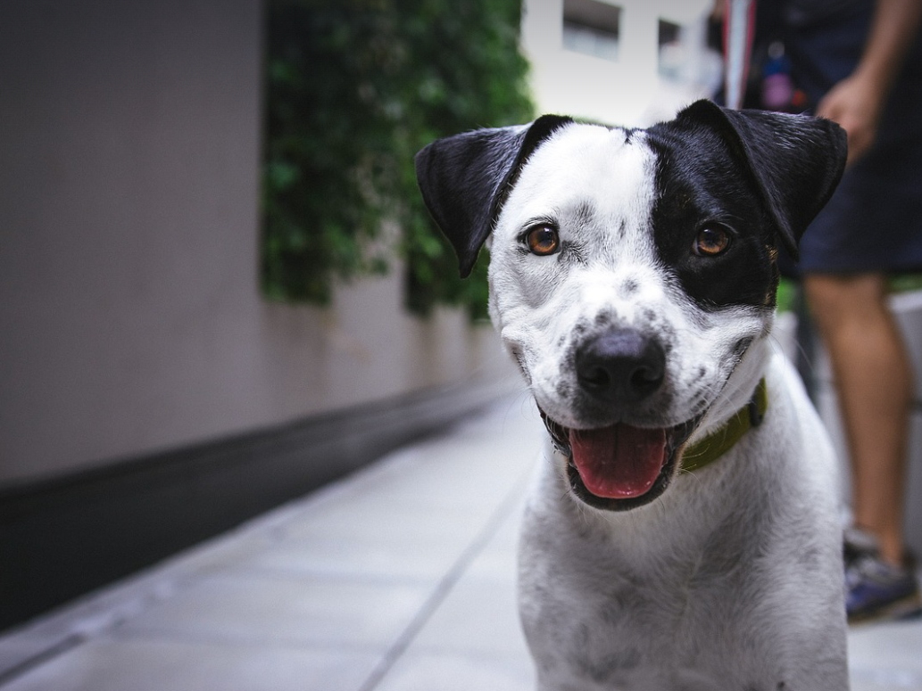 강아지 피부 질환의 종류와 예방법