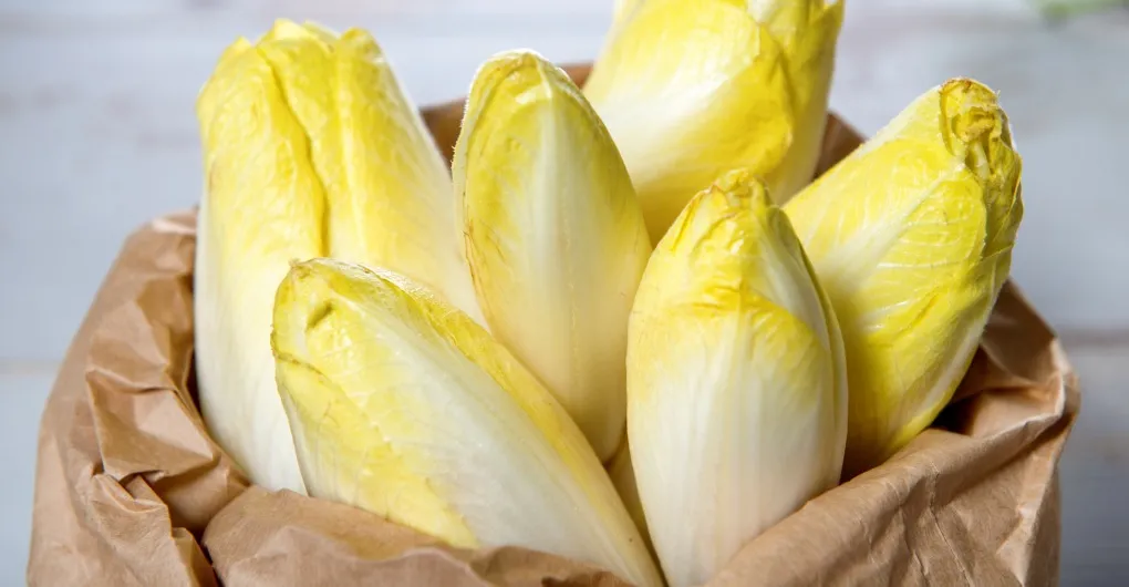 엔다이브 재배 상토 선정 배수 통풍 연속 수확_7