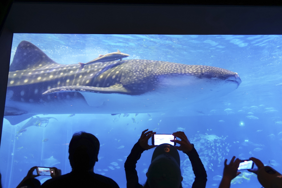 오키나와 츄라우미 수족관 고래상어
