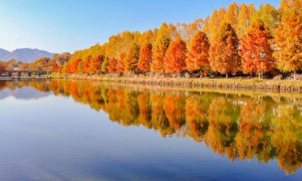 2025 전국 단풍 절정시기 &amp; 첫 단풍 시작일 ❘ 실시간 단풍 현황