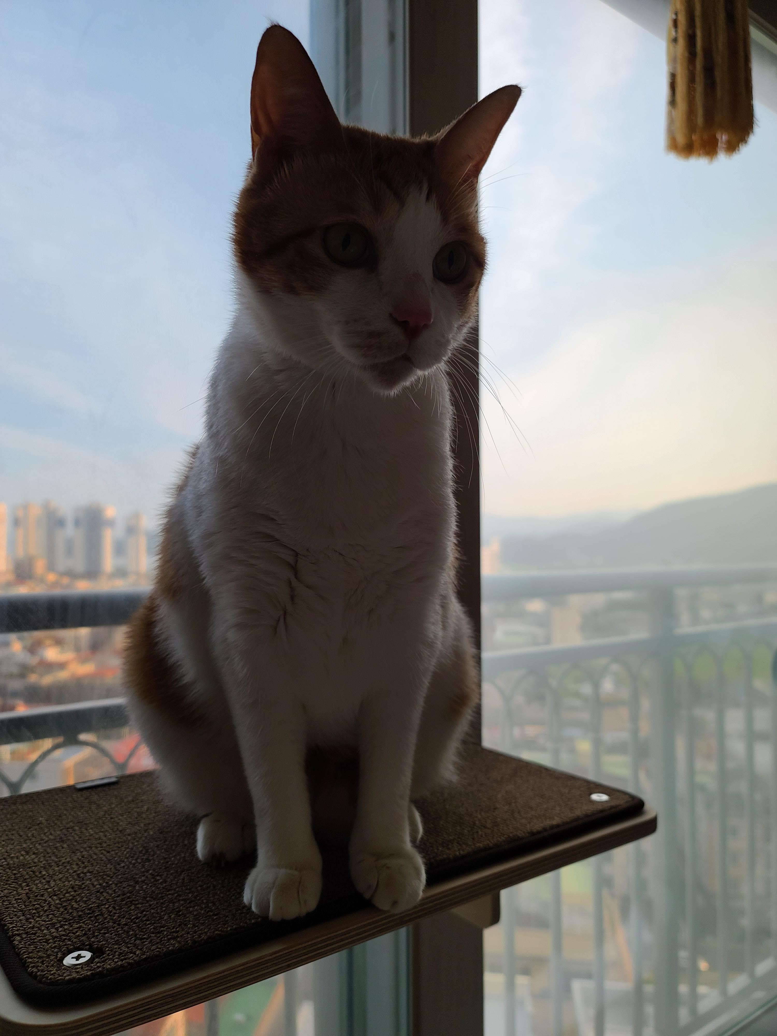 냥냥이들의 캣워크, 캣볼을 달았다. (내돈내산,스압주의)