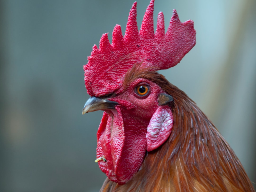 Rooster