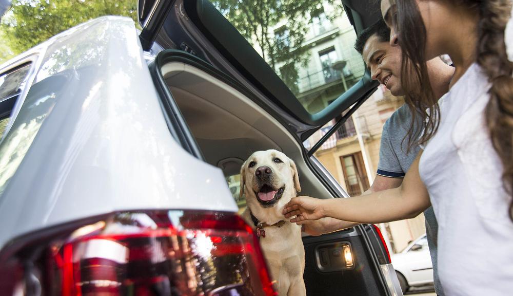 반려견 안전 운송 규정