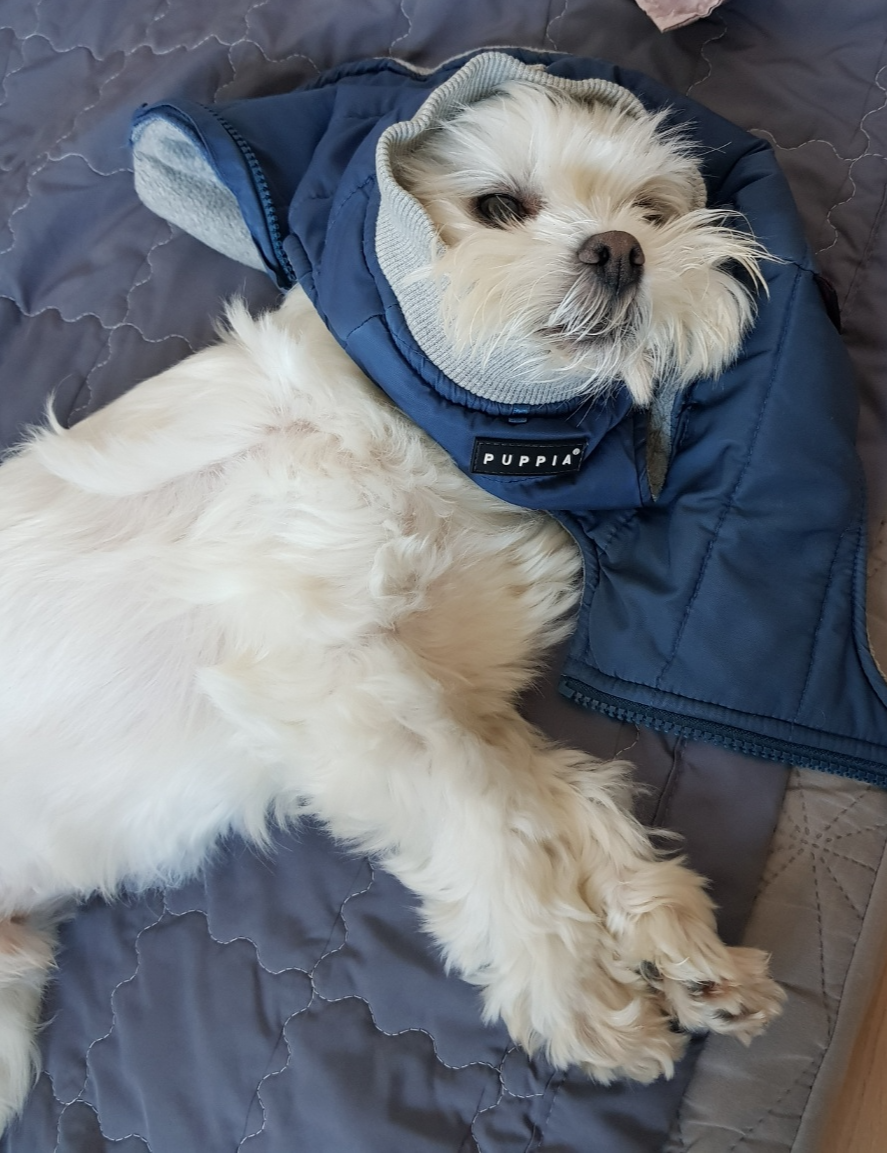 옷 입기 싫어하는 강아지