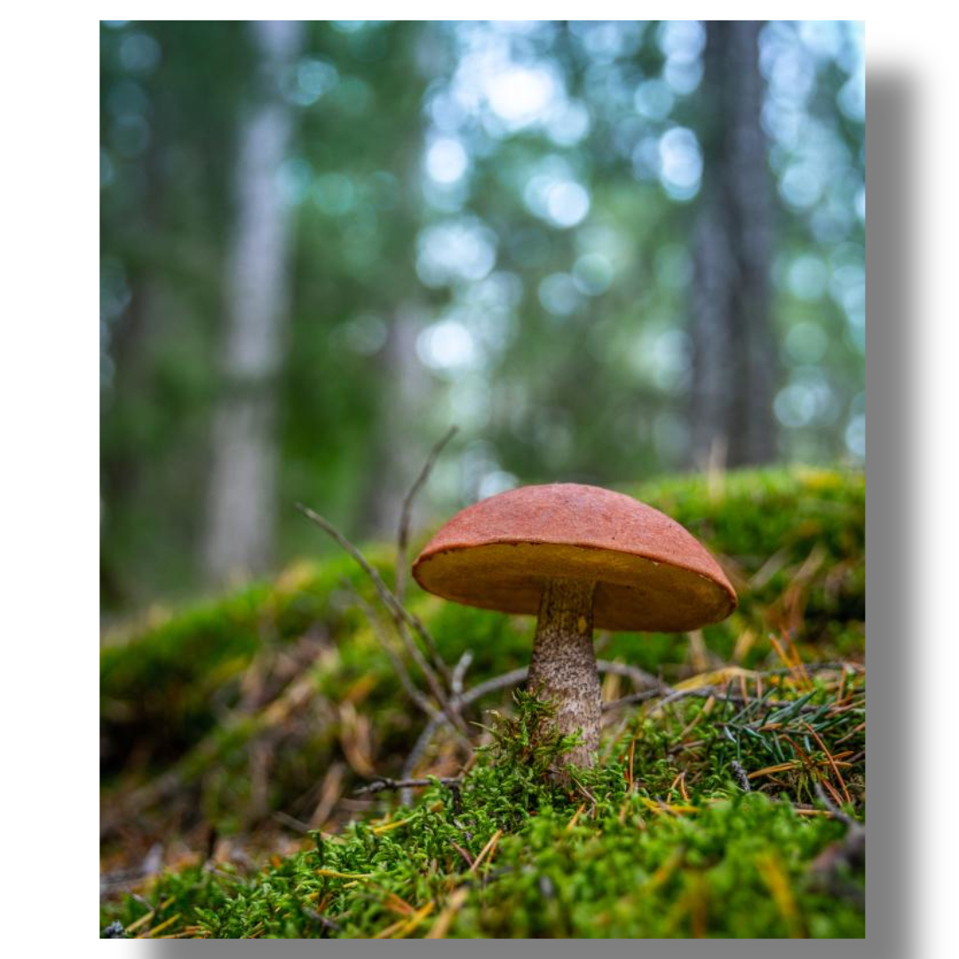 차가버섯과 관련된 사진입니다.