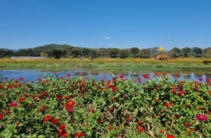 '100억송이' 가을꽃