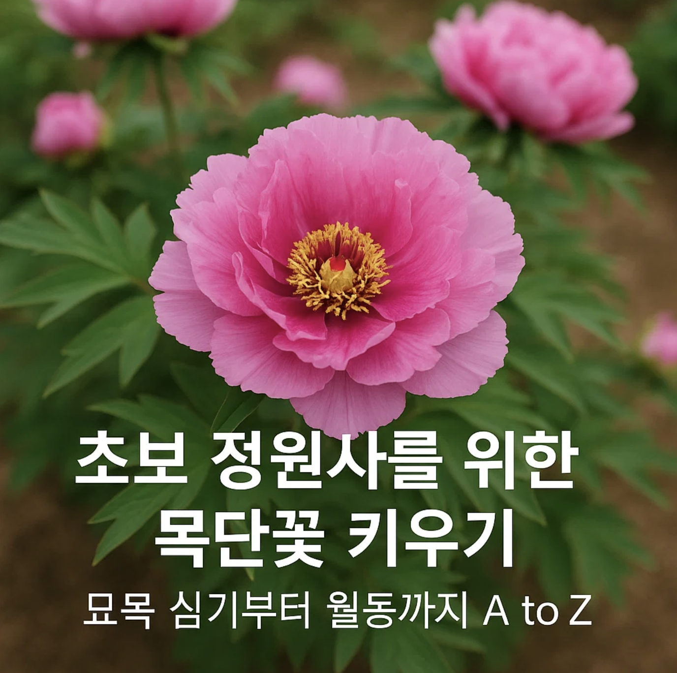 초보 정원사를 위한 목단꽃 키우기, 묘목 심기부터 월동까지 A to Z
