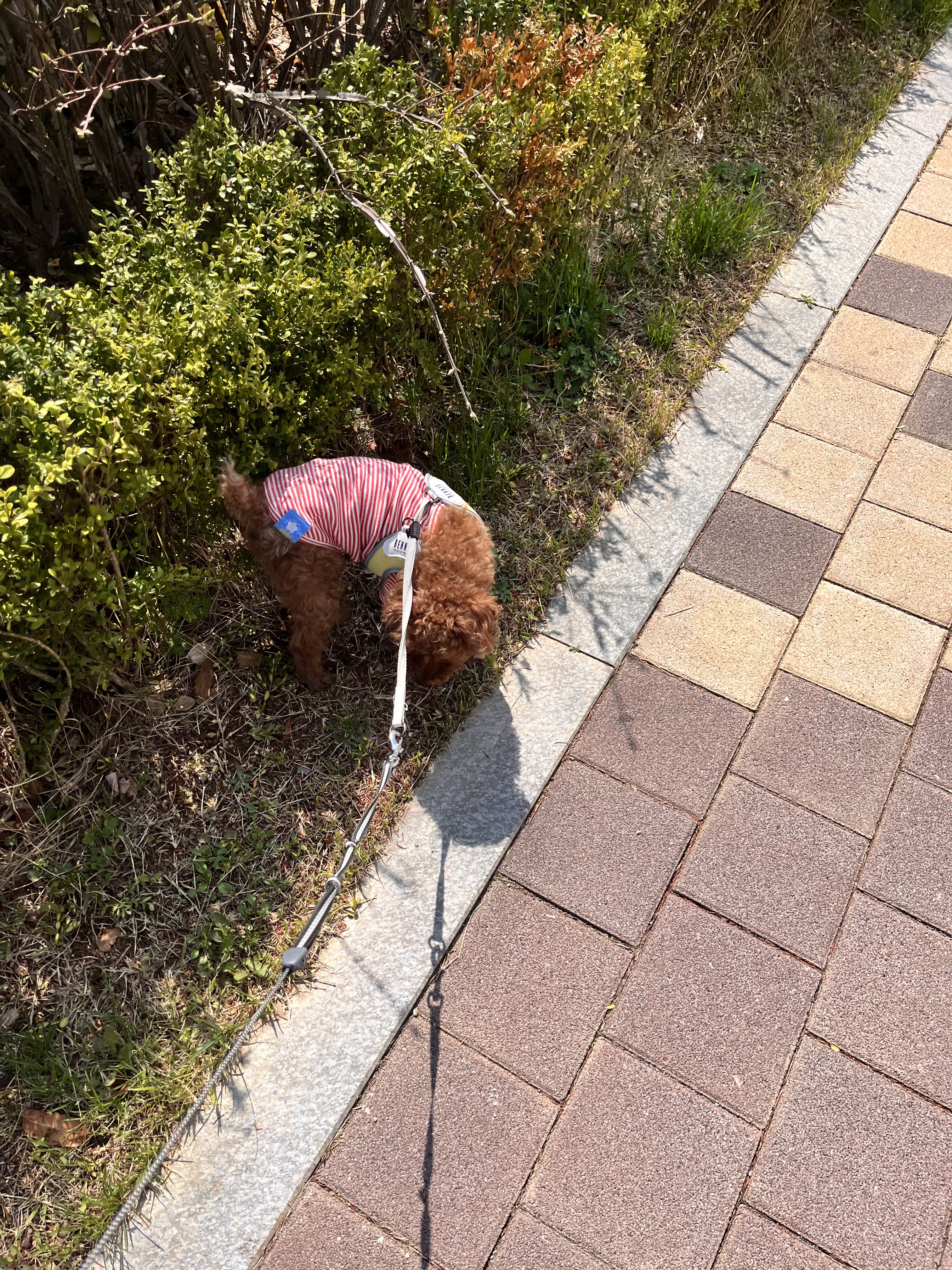반려견 하네스 vs 목줄 비교