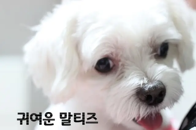 귀여운 말티즈