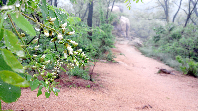 우중산책(雨中散策)은 즐거운 산책생활