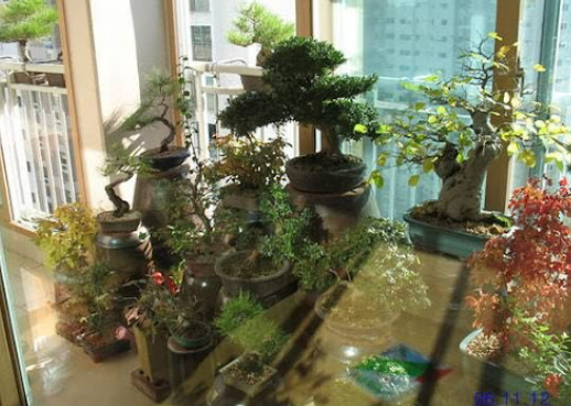 분재 물주는 방법과 계절별 주의사항