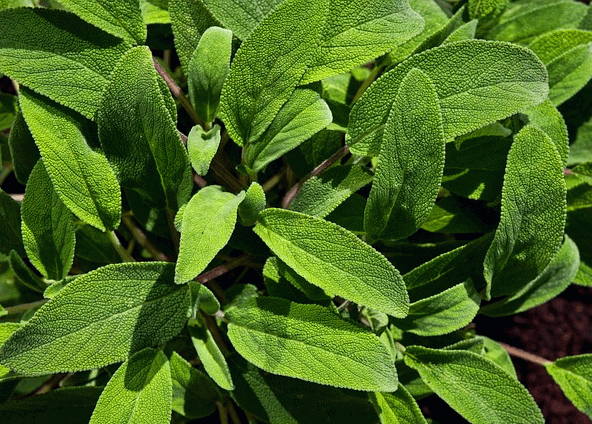 타원형의 녹색 세이지 허브들이 풍성하게 자라고 있다.