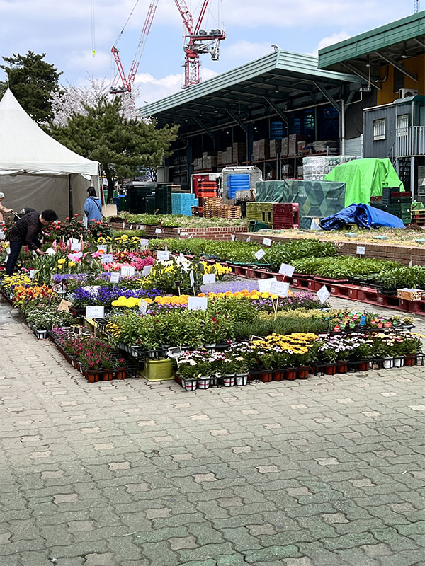 창동 하나로마트에서 판매 중인 다양한 모종들