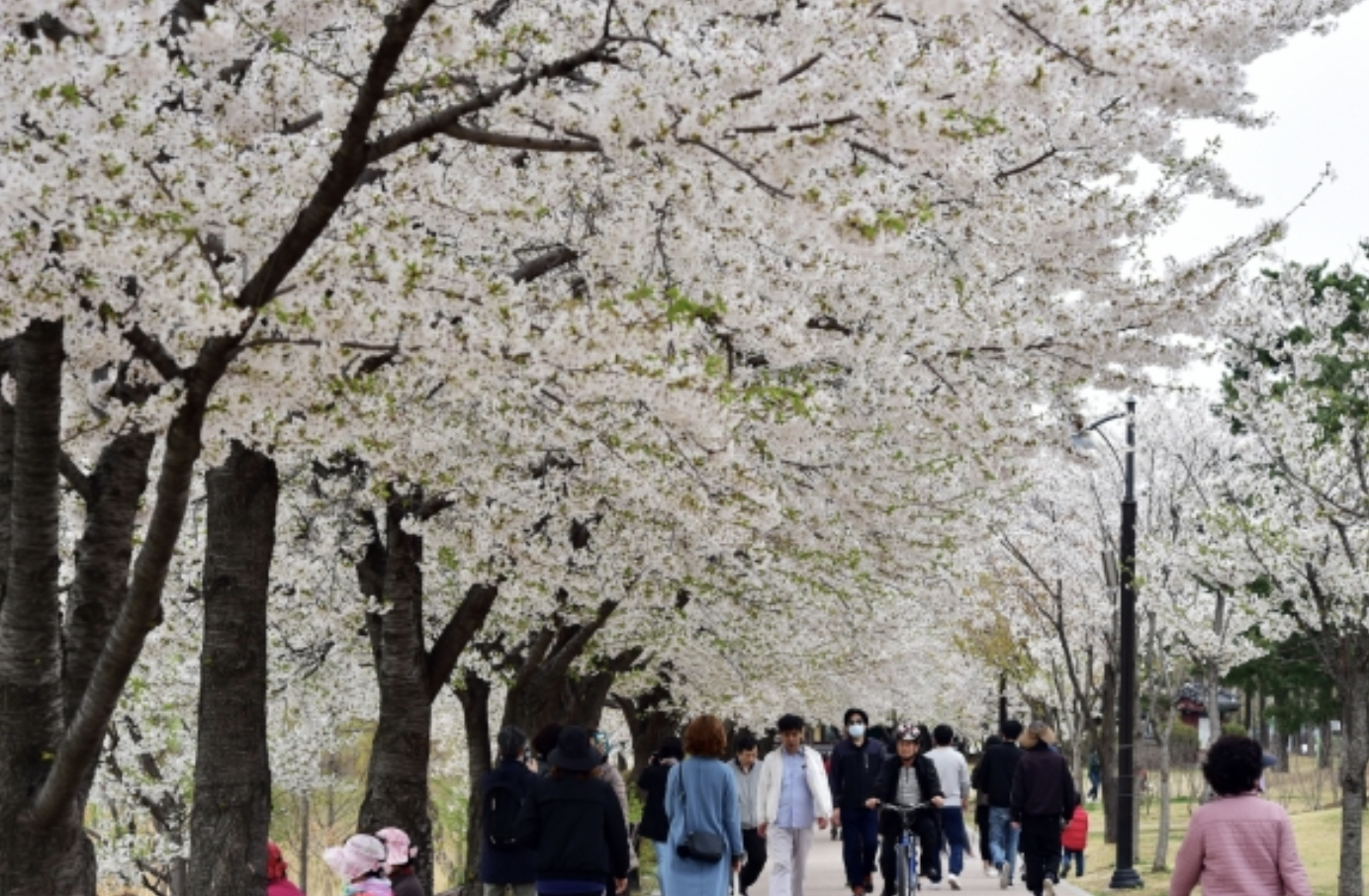 만석공원 벚꽃 수원 벚꽃 명소