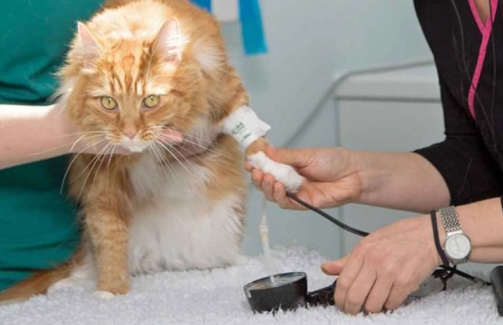 고양이 갑상선 기능항진증의 이해: 병태생리학, 증상, 진단 방법