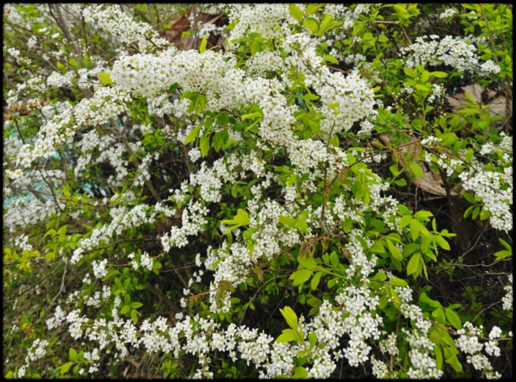 이팝·조팝나무: 봄마다 느껴보는 이팝·조팝나무 궁금증이팝·조팝나무: 봄마다 느껴보는 이팝·조팝나무 궁금증
이팝·조팝나무: 봄마다 느껴보는 이팝·조팝나무 궁금증