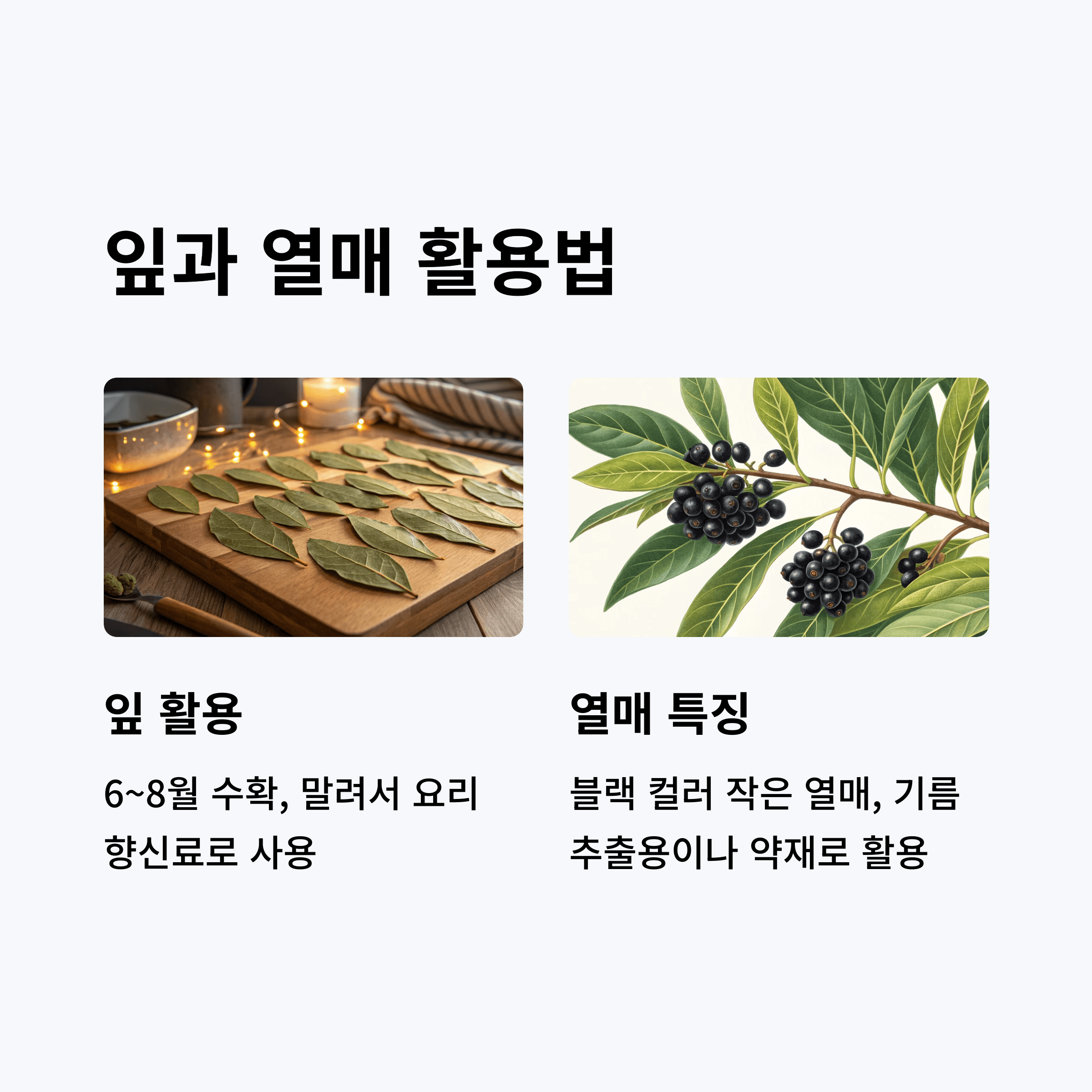 월계수 나무