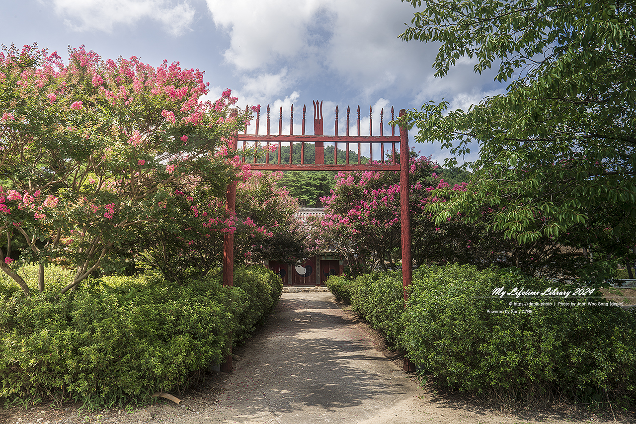 논산 향교 노성향교 배롱꽃