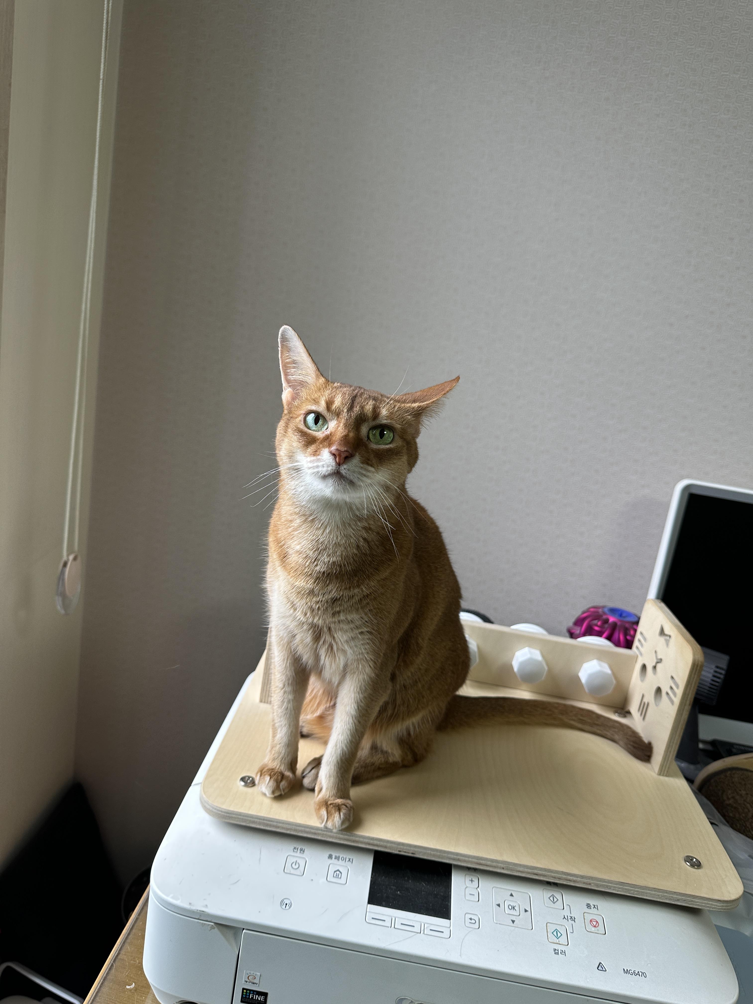 5월의 고양이들 화장실 모래 전체 갈이 (feat. 건이, 루디, 루나)