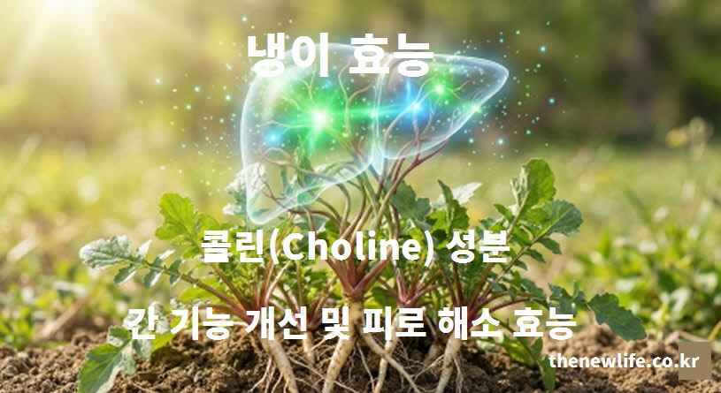 냉이 속 풍부한 콜린 성분이 간에 축적된 지방을 제거하여 간 기능을 개선하고 만성 피로를 해소하는 효능을 설명하는 이미지