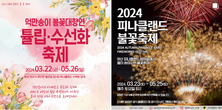 피나클랜드 튤립 수선화 축제 및 불꽃축제