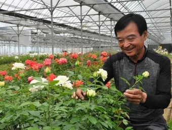 장미 재배 전정 시기 병해 예방 풍성한 개화_10