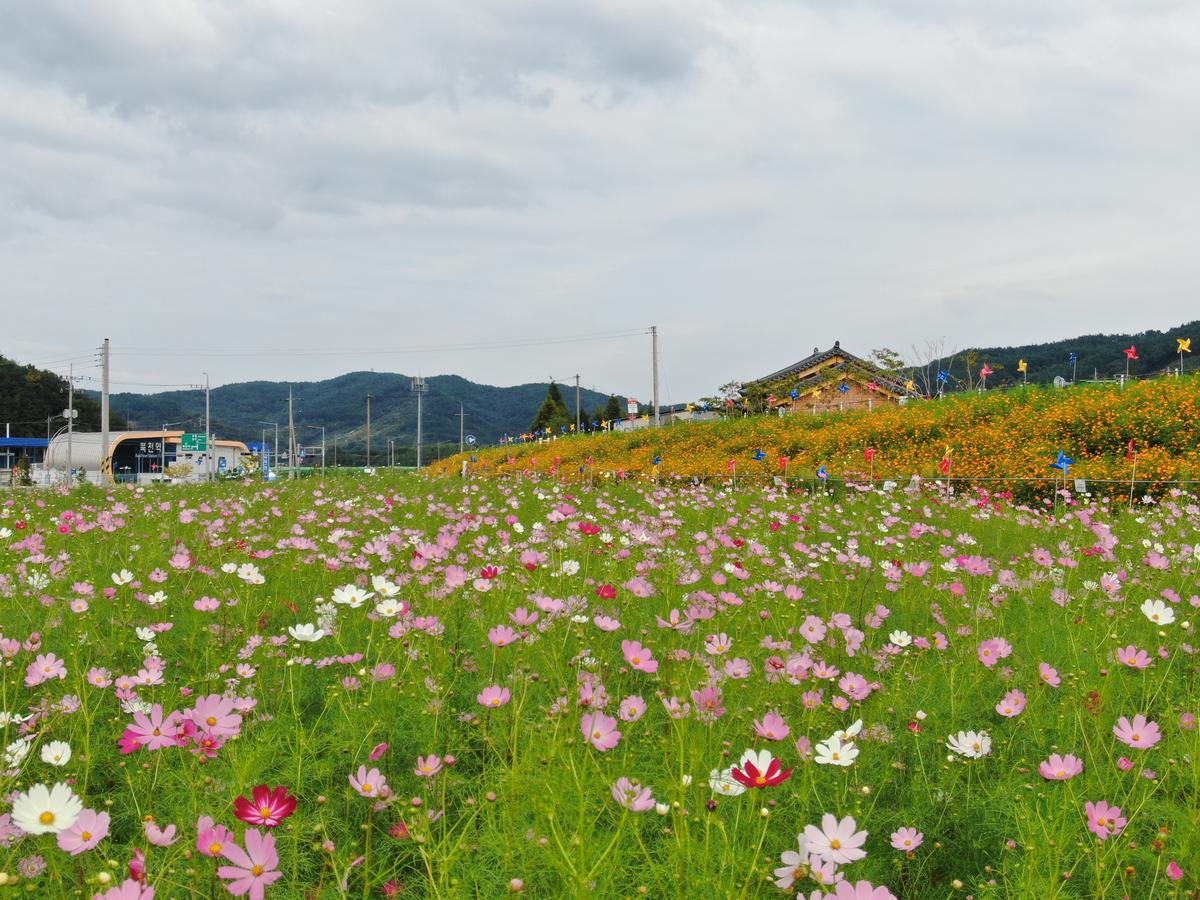 하동 북천 코스모스&middot;메밀꽃 축제