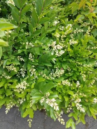 진한 향기에 취해버리는 이 꽃 산책로 옆 울타리 쥐똥나무_7