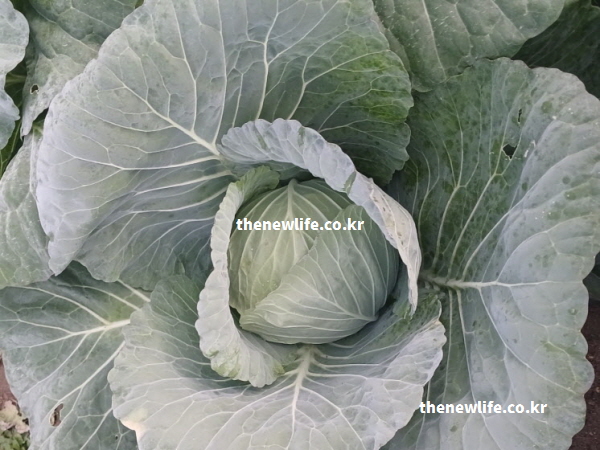 양배추 효능 영양 성분 실사진