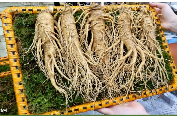 6시내고향-영주-풍기인삼-영주장날몰-