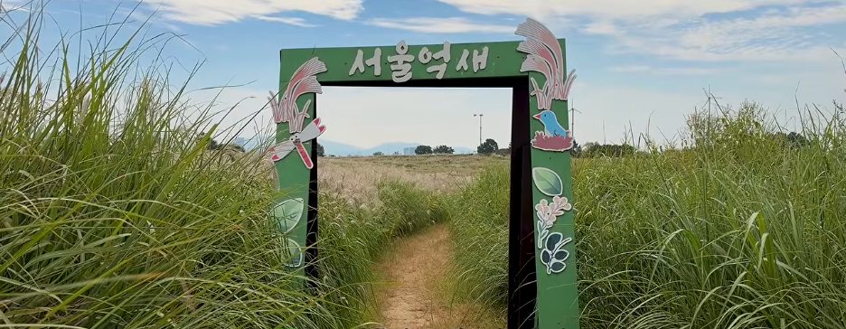 하늘공원 억새군락지
