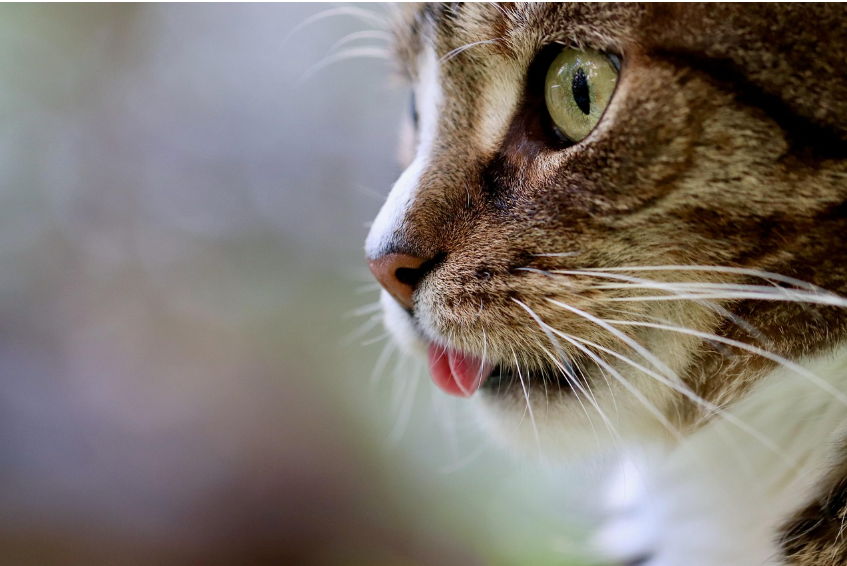 고양이 물 잘 안 마실 때 해결 방법 정리
