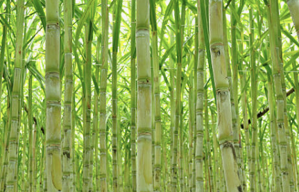 폴리코사놀의효능