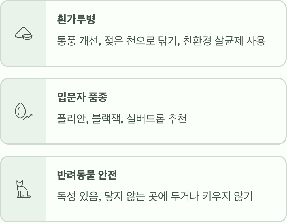 플랜테리어 끝판왕, 유칼립투스 키우기 A to Z