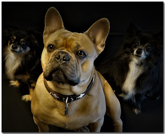 ํ๋ ์น ๋ถ๋
๊ณผ ๋ค๋ฅธ ๊ฐ์์ง๋ค