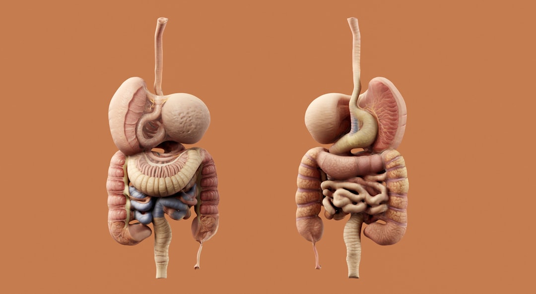 Pancreas.