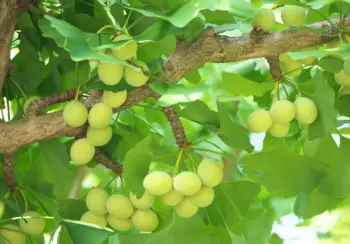 은행 열매 가격 및 효능, 영양성분과 부작용