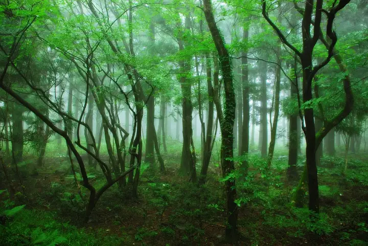 생방송오늘저녁 [대한민국 보물정원 기적의 숲 환상의 숲 제주도 곶자왈]