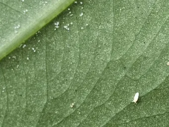 화분 깍지벌레 제거 면봉닦기 알코올희석 분무 재발방지 체크_2