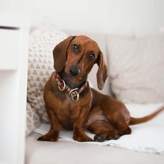 소파에 주저앉은 강아지